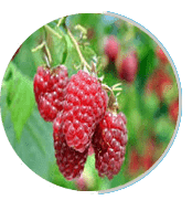 Prosta Peak Ingredients