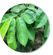 Prosta Peak Ingredients