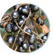 Prosta Peak Ingredients